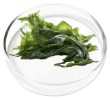 Vertiaid  Ingredient 2 - Aquamin® Algae