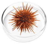 Vertiaid  Ingredient 5 Marine Collagen